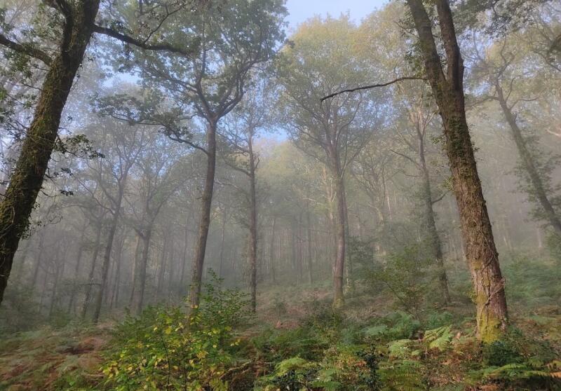 Radical radio Hembury Woods